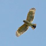 National Audubon Society Corkscrew Swamp Naples, FL