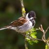 Reed Bunting