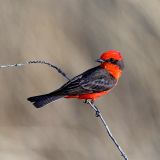 Vermilion Flycatcher