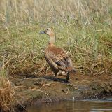 Female - Yukon Delta NWR