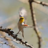 Verdin taking off