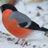 Eurasian Bullfinch