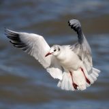 In Flight in Winter