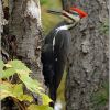 Pileated Woodpecker