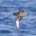 Short-tailed Shearwater