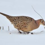 Female