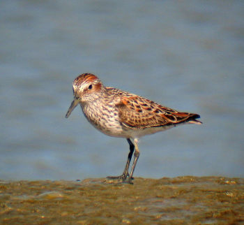 Breeding plumage - April 30.