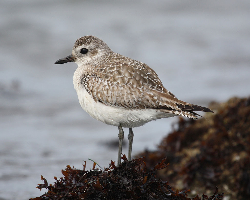 Black-bellied Plover - eBirdr