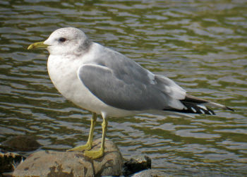 Adult plumage