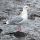 Thayer's Gull