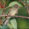 Cordilleran Flycatcher