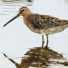 Short-billed Dowitcher