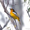 Bullock's Oriole