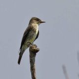 Olive-sided Flycatcher