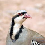 Begging for food from passing cars at Capitol Reef National Park - August 2004