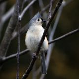 Tufted Titmouse