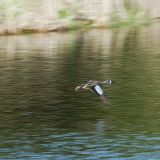 In flight