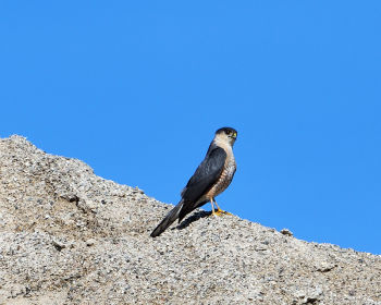 Hunting at bank swallow colony.