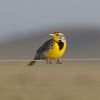 Western Meadowlark