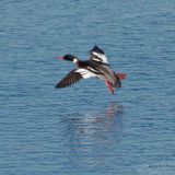 Male in flight