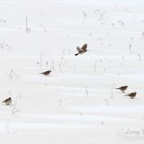 In flight - Waterloo County, Ontario CA - March 3, 2013