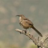 California Thrasher