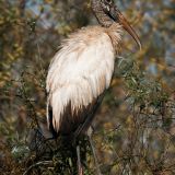 Shark Valley, Everglades NP; 24 January 2012