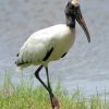 Wood Stork