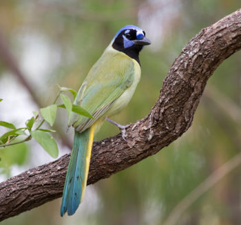 Green Jay