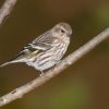 Pine Siskin