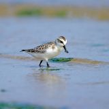 Spoon-billed Sandpiper