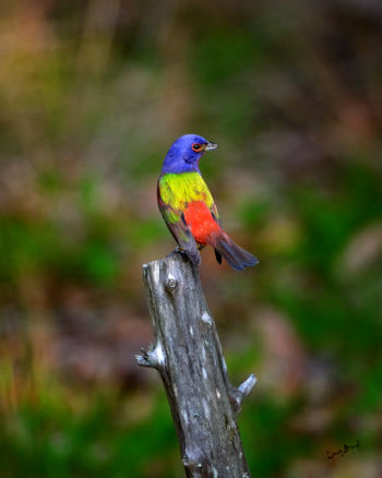 Painted Bunting