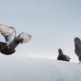 In flight