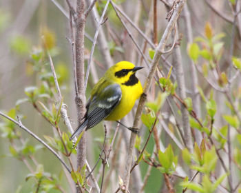 Hybrid of Golden-wing and Blue-winged Warblers