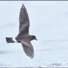 Band-rumped Storm-Petrel