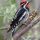 Red-naped Sapsucker