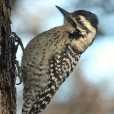 Female - Albuquerque, NM. 8 Dec 2009