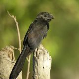 Groove-billed Ani