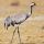 Common Crane