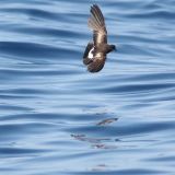 Wilson's Storm-Petrel