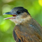 Female - March 8, 2011 in Belize, BZ