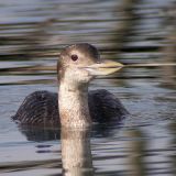 Winter Yellow-billed Loon