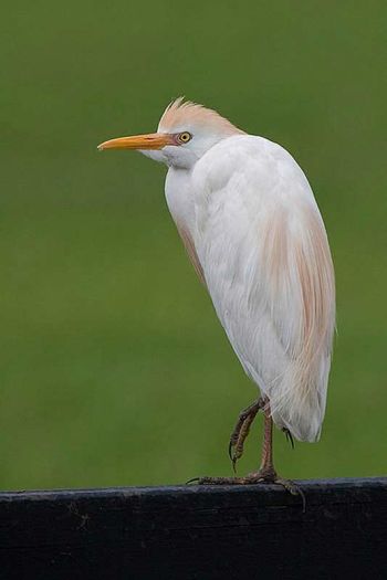 Breeding plumage - on a ranch fence near Fulshear, TX - April 25, 2007