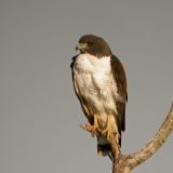 4/8/2009 - White-tailed Hawk - Old Port Isabel Road - Texas