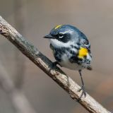 Yellow-rumped (Myrtle) Warbler