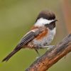 Chestnut-backed Chickadee