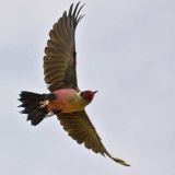 In flight