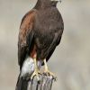 Harris' Hawk