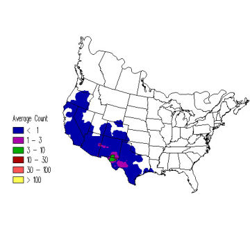 Sage Thrasher winter distribution map