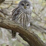 Barred Owl